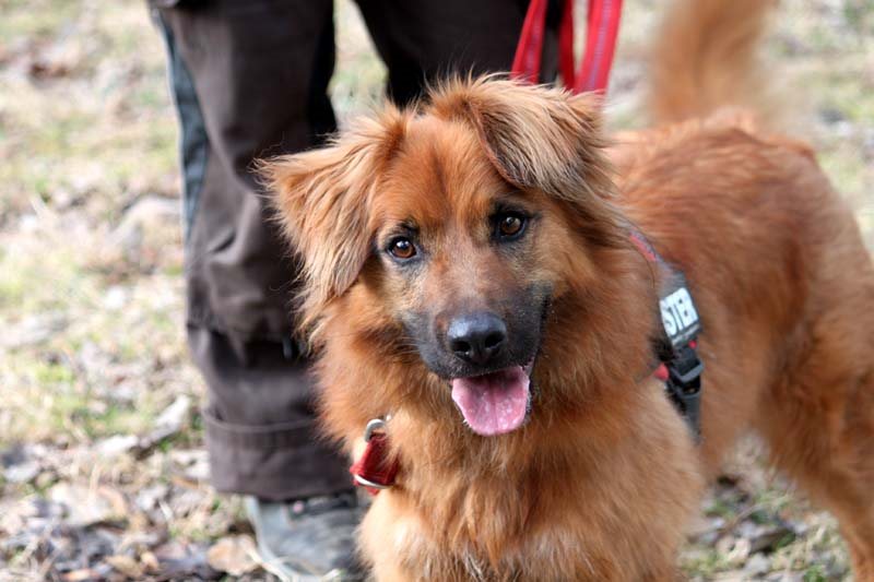 Knut ist ein sehr schlaues Köpfchen