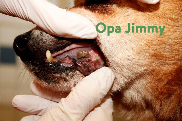 Opa-Jimmy-2 5 Hunde aus Polen sind angekommen - leider sind sie nicht ganz gesund