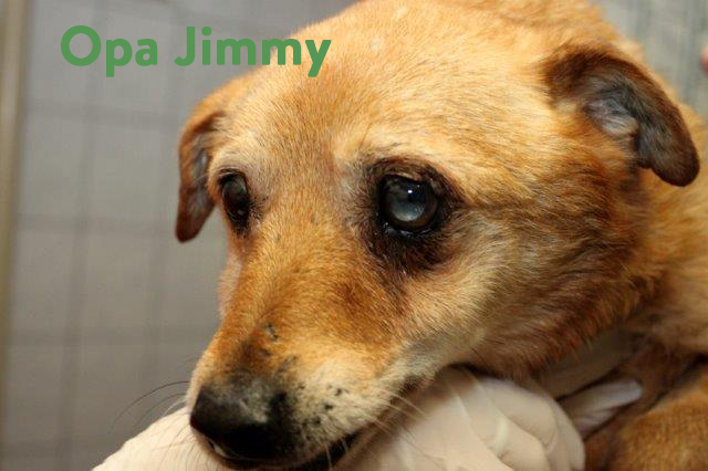 Opa-Jimmy-5 5 Hunde aus Polen sind angekommen - leider sind sie nicht ganz gesund