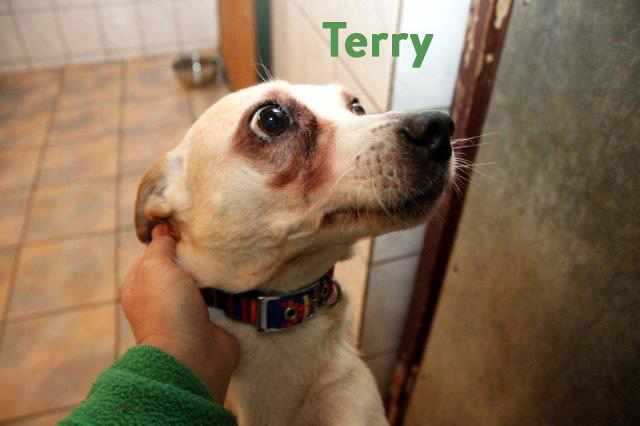 Tery-3 5 Hunde aus Polen sind angekommen - leider sind sie nicht ganz gesund