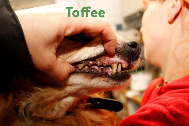 Toffee-2 5 Hunde aus Polen sind angekommen - leider sind sie nicht ganz gesund