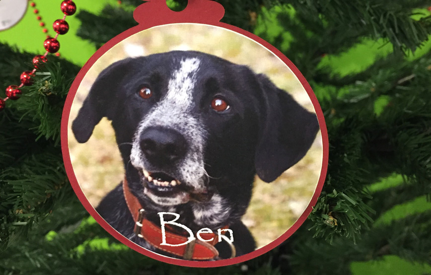 Weihnachtskugel-ben-am-weihnachtsbaum-im-fressnapf 9 knubbelige Hundewelpen suchen ein Zuhause