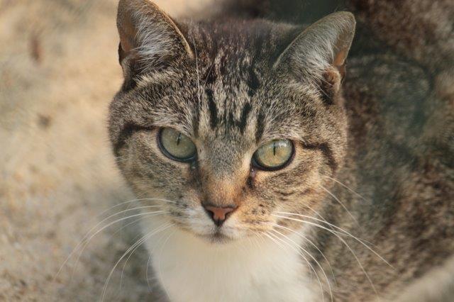 alte-tiere-katze Alte Tiere abgeschoben ins Tierheim - Alltag im Tierschutz