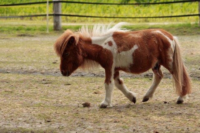 alte-tiere-pony-krümel Alte Tiere abgeschoben ins Tierheim - Alltag im Tierschutz