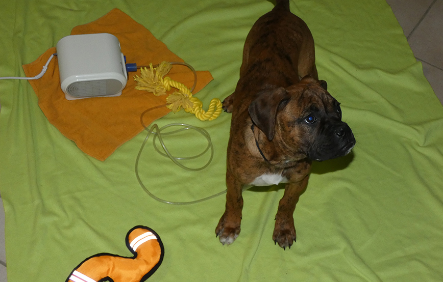 beitragsbild-carlos-hund-inhalator-spielzeug Carlos braucht einen neuen Inhalator - Tierschutzhund mit Atemnot