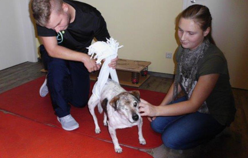 beitragsbild-mischu-rollihund-physiotherapie-vorne Weihnachtspate werden und unseren Tierheimen helfen