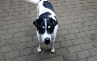 beitragsbild vier rumänien hunde