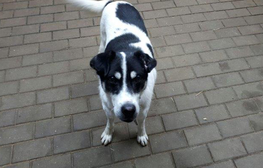 beitragsbild vier rumänien hunde