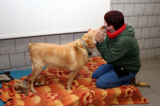 cindy-labrador-auge-tumor-betreuer Cindy kommt zu uns - wegen Krankheit abgegeben