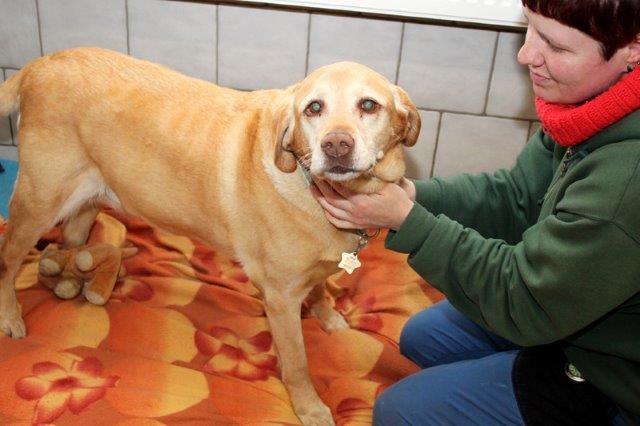 cindy-labrador-auge-tumor-decke Cindy kommt zu uns - wegen Krankheit abgegeben