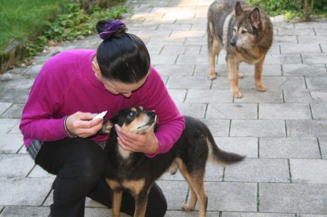 elliot-alt-blind-augentropfen Elliot - alter Tierschutzhund möchte sich verabschieden und bedanken