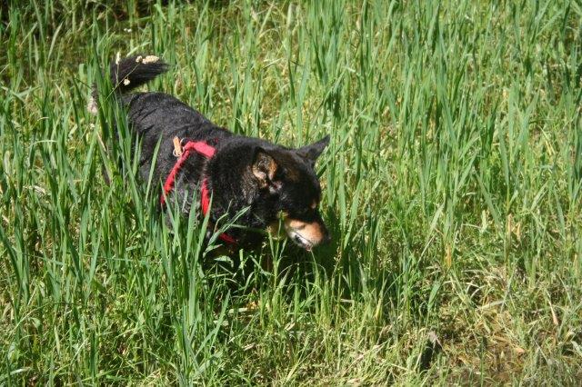 elliot-alt-blind-grass Elliot - alter Tierschutzhund möchte sich verabschieden und bedanken