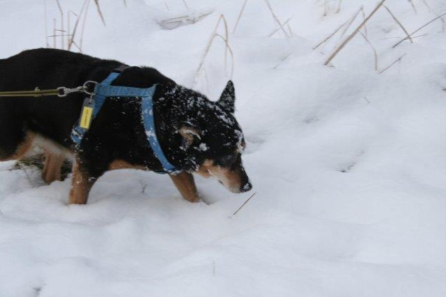 elliot-alt-blind-schnee Elliot - alter Tierschutzhund möchte sich verabschieden und bedanken