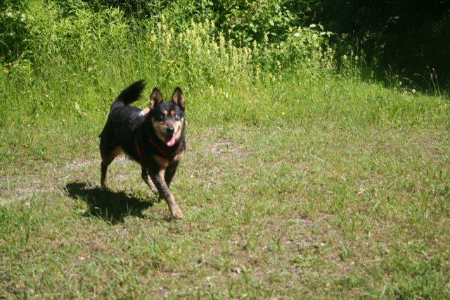 elliot-alt-blind-wiese Elliot - alter Tierschutzhund möchte sich verabschieden und bedanken