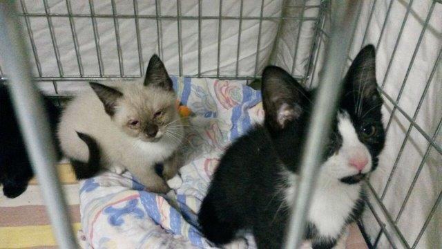 katzenbabys-messihaushalt-krank-20.10.02 Messihaushalt – vierzehn kranke Katzen gerettet – Tierschutz-Alltag