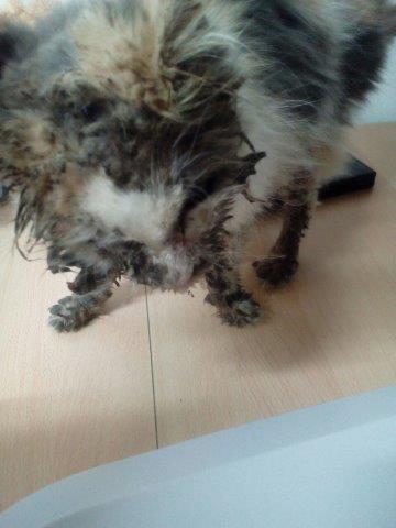 luisa-persermix-verwahrlost-untersuchung Hilfe für Louisa - Persermix Katze in Not