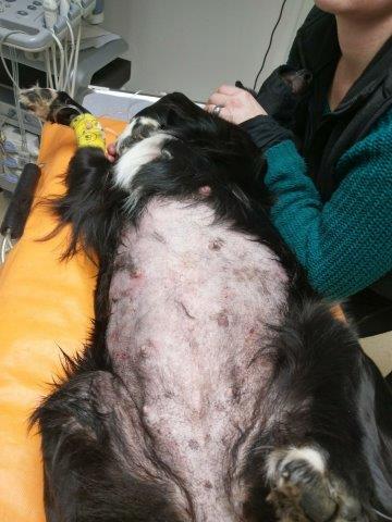 polly-hund-abgeschoben-tisch Hund krank und weg damit - kosten darf es nichts - Tierliebe null