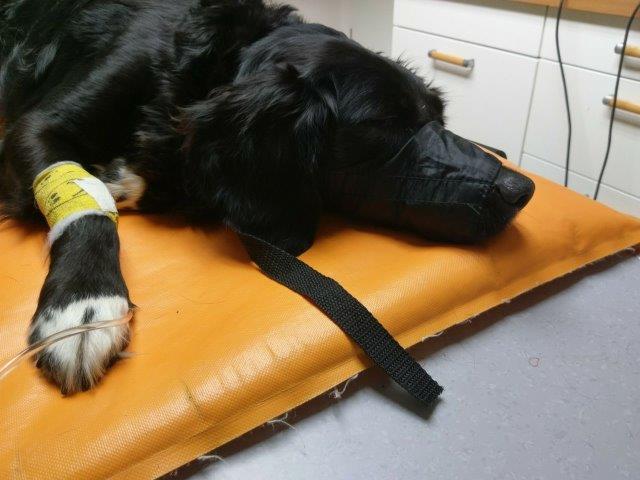 polly-hund-abgeschoben-tropf Hund krank und weg damit - kosten darf es nichts - Tierliebe null
