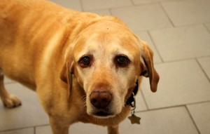 Hund Cindy glücklich vermittelt