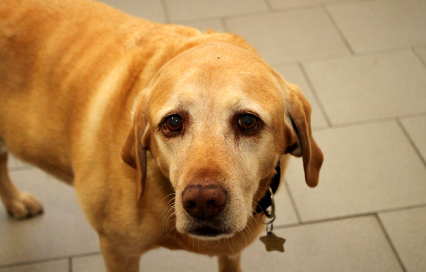 Hund-Cindy-glücklich-vermittelt Zuhause gefunden - Tierschutzliga Dorf