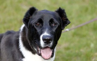 Hund Dazy glücklich vermittelt