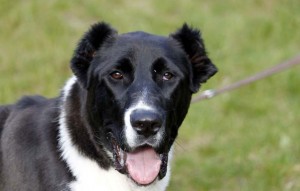 Hund Dazy glücklich vermittelt