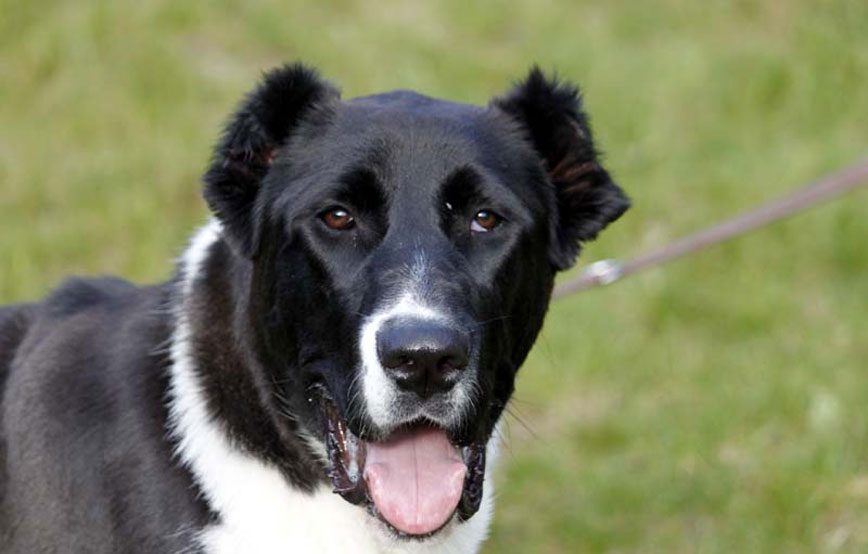 Hund-Dazy-glücklich-vermittelt Zuhause gefunden - Tierschutzliga Dorf