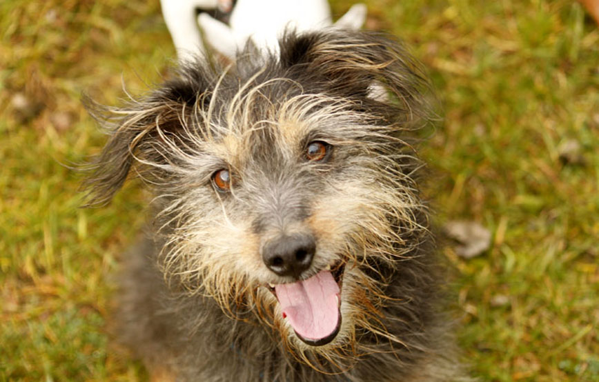 Hund-Fussel-glücklich-vermittelt Zuhause gefunden - Tierschutzliga Dorf