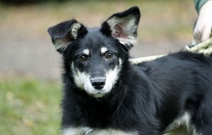 Hund Gabi glücklich vermittelt