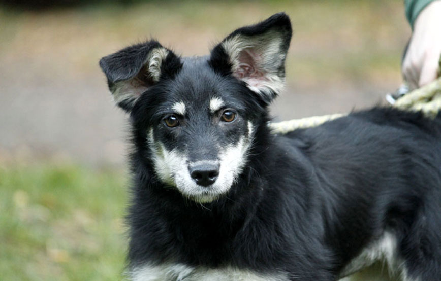 Hund-Gabi-glücklich-vermittelt Zuhause gefunden - Tierschutzliga Dorf