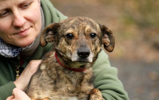 Hund Julian glücklich vermittelt