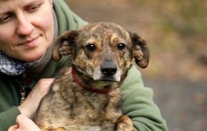 Hund Julian glücklich vermittelt