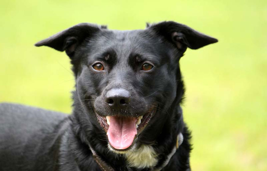 Hund-Lotta-glücklich-vermittelt Zuhause gefunden - Tierschutzliga Dorf