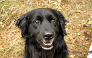 Hund Rex glücklich vermittelt