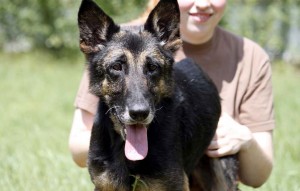 Hund Ruby glücklich vermittelt