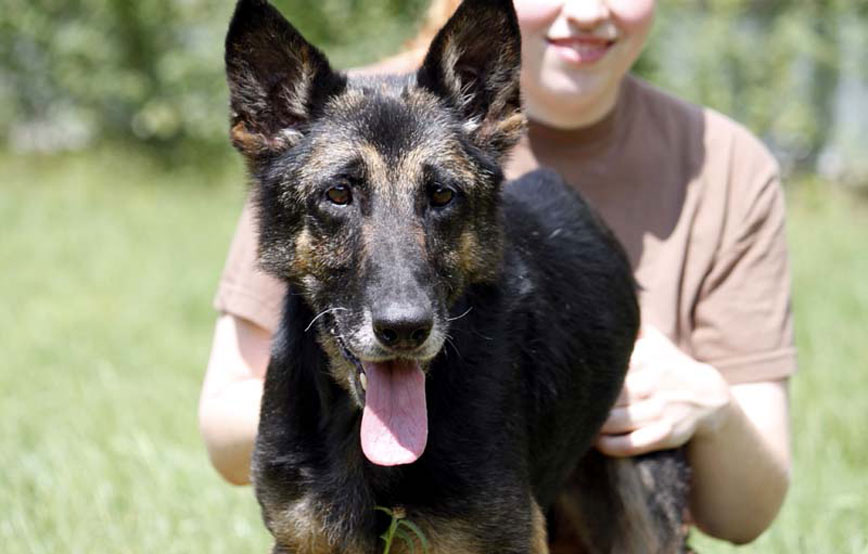 Hund-Ruby-glücklich-vermittelt Zuhause gefunden - Tierschutzliga Dorf