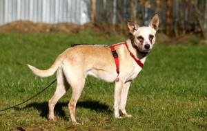 Hund Tery glücklich vermittelt