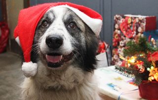 Hund mischa mit weihnachtsmütze tierschutzligadorf