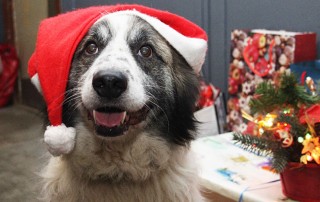 Hund-mischa-mit-weihnachtsmütze-tierschutzligadorf-320x202 Spendenaktion in Cottbus mit Straßenmusik