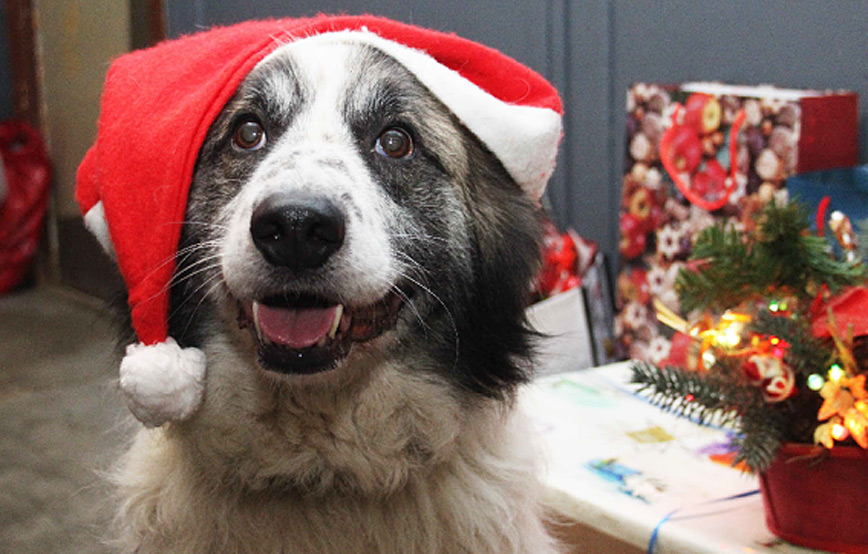 Hund-mischa-mit-weihnachtsmütze-tierschutzligadorf 9 knubbelige Hundewelpen suchen ein Zuhause