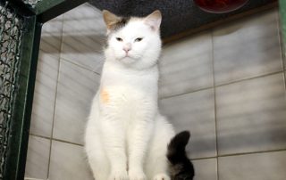 Katze Alfi glücklich vermittelt