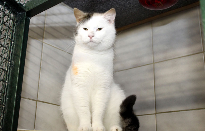 Katze Alfi glücklich vermittelt