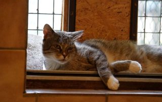 Katze Erika glücklich vermittelt