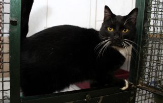 Katze Felix glücklich vermittelt