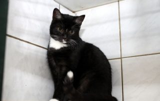 Katze Jasmina glücklich vermittelt