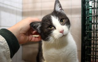 Katze Josi glücklich vermittelt