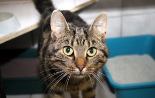Katze Kulle glücklich vermittelt