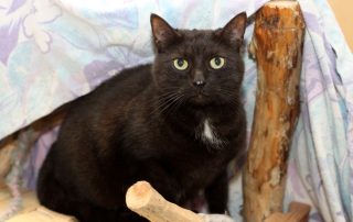 Katze Micky glücklich vermittelt