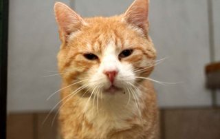 Katze Wolle glücklich vermittelt