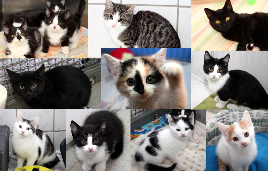 Katzenkinder-2017-12-vermittelt Zuhause gefunden - Tierschutzliga Dorf